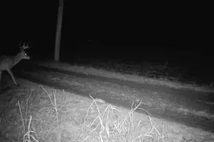 10385 N Rock City Rd, German Valley, IL 61039 - Photo 136