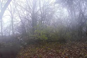 10385 N Rock City Rd, German Valley, IL 61039 - Photo 130