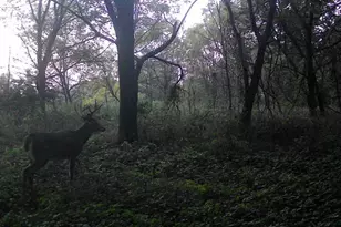 10385 N Rock City Rd, German Valley, IL 61039 - Photo 152