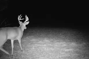 10385 N Rock City Rd, German Valley, IL 61039 - Photo 148