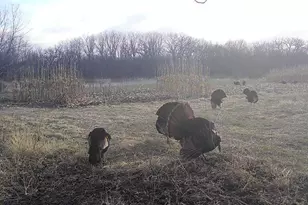 10385 N Rock City Rd, German Valley, IL 61039 - Photo 160