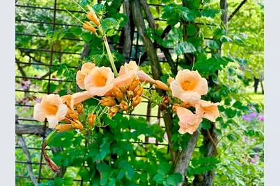 1184 Il Route 10, Monticello, IL 61856 - Photo 58