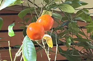 8750 Gurler Rd, Dekalb, IL 60115 - Photo 42