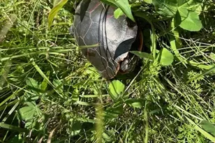 10502 Seaman Rd, Hebron, IL 60034 - Photo 26