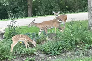 304 Wild Cherry Dr, Dixon, IL 61021 - Photo 56