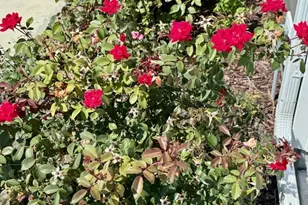 709 N Abbey Rd, Urbana, IL 61802 - Photo 28