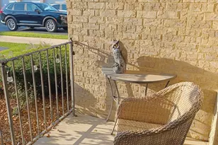 6810 Ridge Point Dr, Oak Forest, IL 60452 - Photo 36