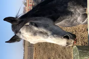 1985 N 670 East Rd, Gilman, IL 60938 - Photo 46