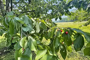 1204 W Reynolds St, Pontiac, IL 61764 - Photo 44