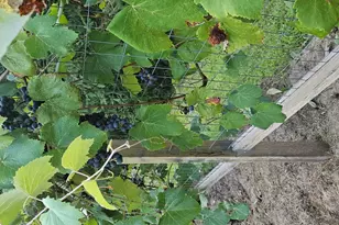 3019 N Ringwood Rd, McHenry, IL 60050 - Photo 34