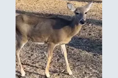 13 Birch Drive, Putnam, IL 61560 - Photo 38