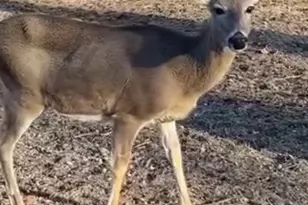 13 Birch Dr, Putnam, IL 61560 - Photo 38