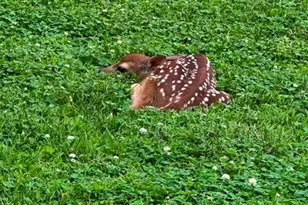 710 Short St, Streator, IL 61364 - Photo 34