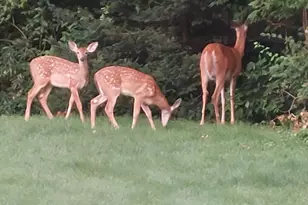 400 Crestview Rd, Fox River Grove, IL 60021 - Photo 38