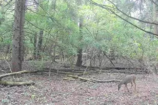 34531 S Lakeside Terrace, Wilmington, IL 60481 - Photo 48