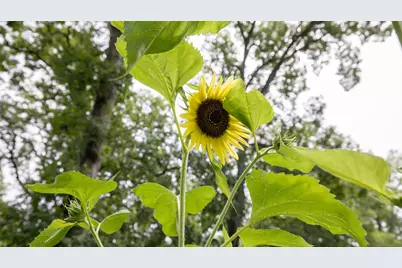 11N226 Peplow Road, Hampshire, IL 60140 - Photo 42