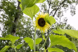 11N226 Peplow Rd, Hampshire, IL 60140 - Photo 42