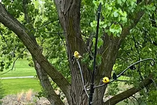 [Address not provided], Bolingbrook, IL 60490 - Photo 58