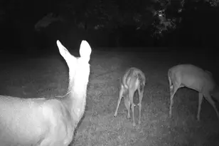 11116 Seeman Rd, Huntley, IL 60142 - Photo 48