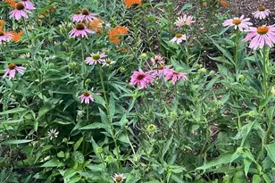 409 Wedgewood Ln, Belvidere, IL 61008 - Photo 28