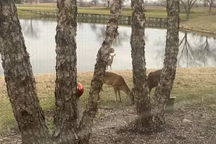 21521 W Juniper Ct, Plainfield, IL 60544 - Photo 38