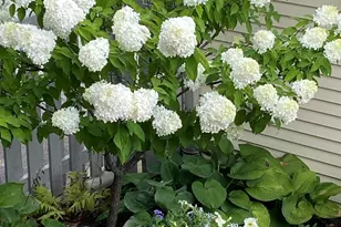 4957 N Lowell Ave, Chicago, IL 60630 - Photo 24