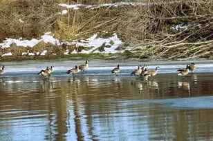 13420 Howard Rd, Prophetstown, IL 61277 - Photo 14