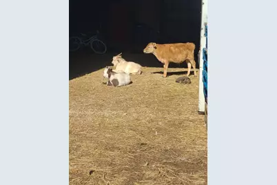 11071 Crimmin Road, Newark, IL 60541 - Photo 4