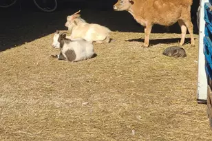 11071 Crimmin Rd, Newark, IL 60541 - Photo 4