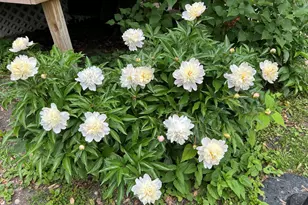 932 Circle Ave, Forest Park, IL 60130 - Photo 26