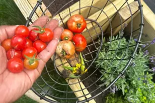 129 Cornwall Dr, Crete, IL 60417 - Photo 28