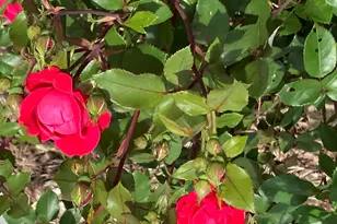 4407 Klatt St, Plano, IL 60545 - Photo 26