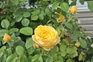 1616 Stanton Ln, Plainfield, IL 60586 - Photo 34