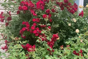 1616 Stanton Ln, Plainfield, IL 60586 - Photo 36