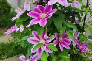 1770 W Windmill Ct, Addison, IL 60101 - Photo 50