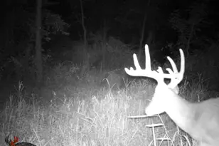 9576 State Rte 161 Ext, Iuka, IL 62849 - Photo 22