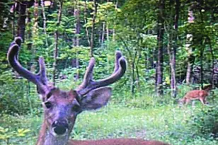 9576 State Rte 161 Ext, Iuka, IL 62849 - Photo 16