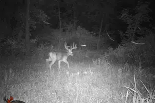 9576 State Rte 161 Ext, Iuka, IL 62849 - Photo 26