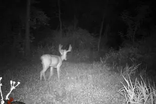 9576 State Rte 161 Ext, Iuka, IL 62849 - Photo 24