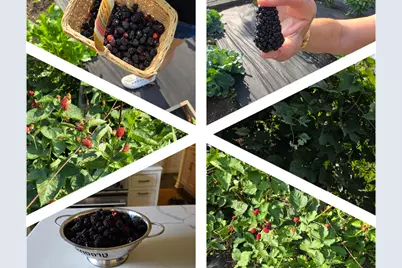 404 Caesar Drive, Barrington Hills, IL 60010 - Photo 50