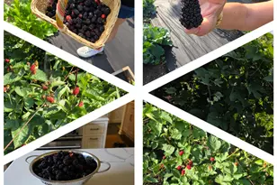 404 Caesar Dr, Barrington Hills, IL 60010 - Photo 50