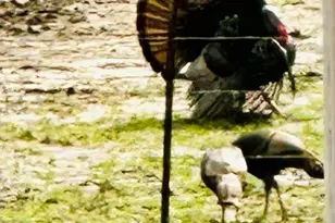 4996 Andrew Rd, Marion, IL 62959 - Photo 76