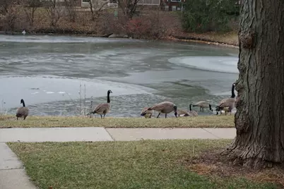 913 Casey Court #1, Schaumburg, IL 60173 - Photo 2