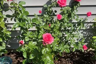 320 Sussex Ln, North Aurora, IL 60542 - Photo 24