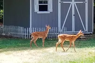 1307 Cross Creek Rd, Mahomet, IL 61853 - Photo 62