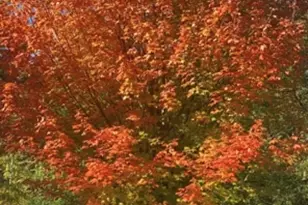 117 Fox Trot, Dixon, IL 61021 - Photo 56