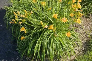 4209 Belson Ln, Crystal Lake, IL 60014 - Photo 62