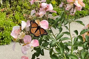 40W378 Francis Bret Harte St, Saint Charles, IL 60175 - Photo 72