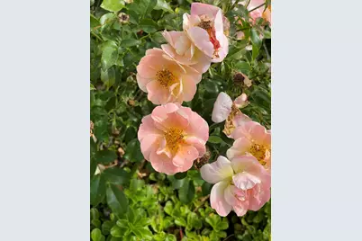 40W378 Francis Bret Harte Street, Saint Charles, IL 60175 - Photo 74