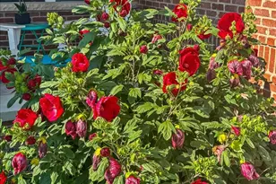 500 Raef Rd, Downs, IL 61736 - Photo 44